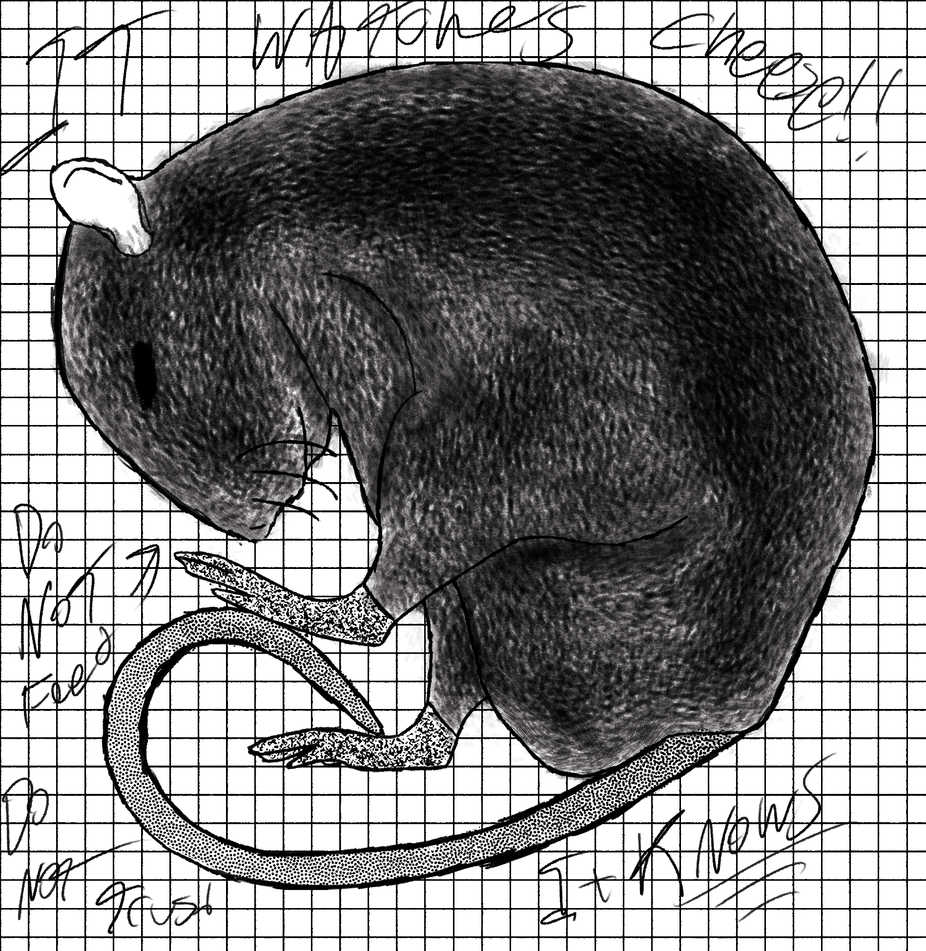Digitally Sketched Rat